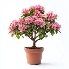 Obraz premium Pink Azalea Bonsai Plant