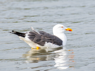 Seagull bird in city of Reykjavik in Iceland