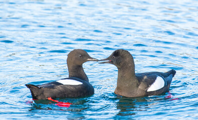 Black guillemot birds in the nature