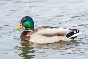 Mallard duck at Tjornin in city of Reykjavik