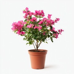Naklejka premium Bougainvillea in Flower Pot