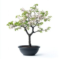 Blossom Tree in Stylish Pot
