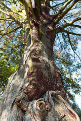Majestic tree trunk with insect, textured bark and vibrant foliage under clear blue sky