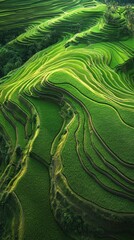Verdant cascade, A breathtaking display of terraced rice cultivation