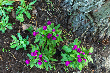 Colorful purple gomphrena flowers blooming near a tree in a garden setting during daytime