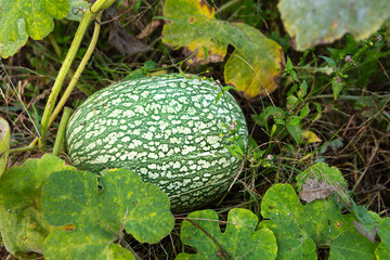 Pumpkin plant with a green-striped fruit resting among leaves in a garden
