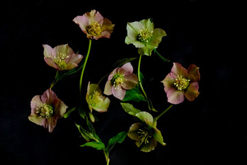 Moody flora. Lush bouquet of hellebores Christmas rose flowers on a dark black background.