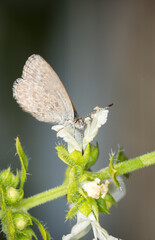 Close up of Common grass blue butterfly