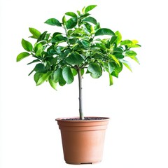 Green Potted Citrus Plant