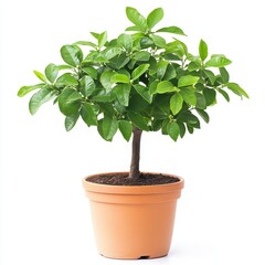Indoor Green Leafy Plant Decor