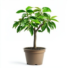 Obraz premium Green Leafy Indoor Plant