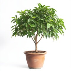 Green Indoor Potted Plant