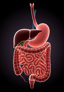 Detailed 3D Illustration of the Human Digestive System