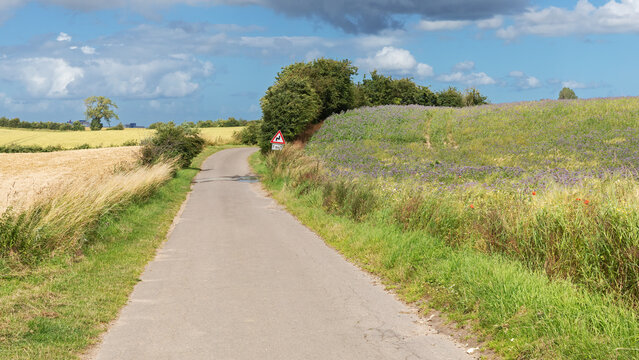 Landstra&szlig;e oder Feldweg bei Gremersdorf in Schleswig-Holstein, Deutschland mit Gersten- und Weizenfeldern, Gr&uuml;nbrache mit Phacelia und Knicks (Wallhecken).