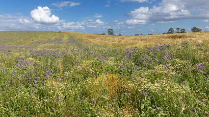 Brachfläche mit Phacelia und Borretsch als Grünbrache und Unkräutern wie Echter Kamille bei Gremersdorf in Schleswig-Holstein.
