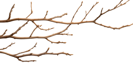 Bare branch with intricate twigs against a transparent background