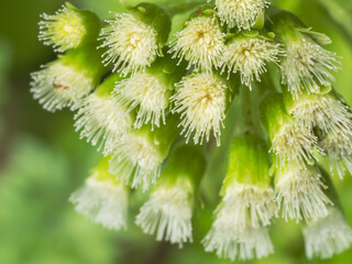 フキノトウの花　春の野山01