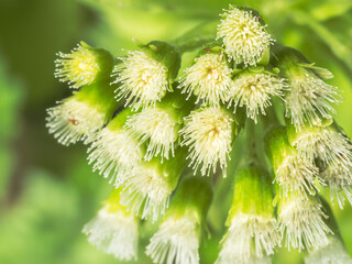 フキノトウの花　春の野山02
