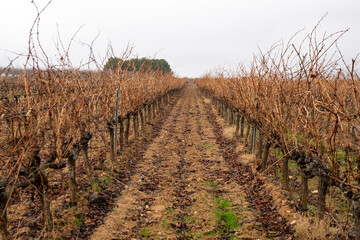 Leafless vineyards ready for pruning