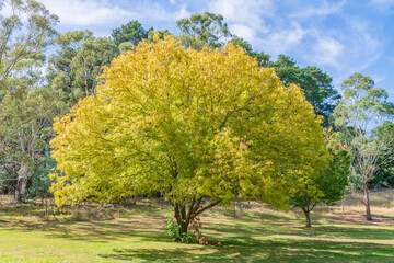 Naklejka premium Early Autumn at Lake Canobolas