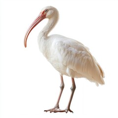 Obraz premium White ibis on white background