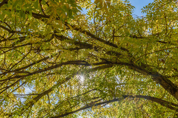 Early Autumn at Lake Canobolas