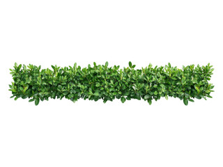 Green Leafy Hedge Foliage for Creative Designs