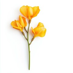 Fototapeta premium A stunning amber iris blooms against a pure white backdrop, highlighting its intricate petals and vibrant color.