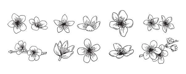Outline sakura flowers blossom set. hand drawn doodle sakura flower line icons collection. Realistic floral bloom for spring japanese or chinese design © Yanka