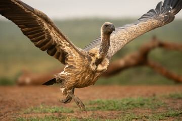 Cape Vulture (Gyps coprotheres). Vulture Launching in Flight. Grassy open area with blurred...