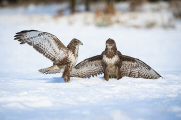 Common Buzzards (Buteo buteo). Buzzards with Spread Wings in Snow. Bright open space framed by...