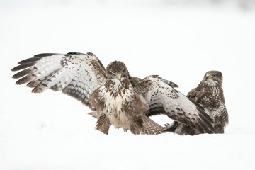 Common Buzzards (Buteo buteo). Buzzards Displaying Aggression. Open snowy field with minimal...