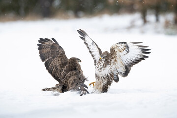 A dramatic confrontation between Common Buzzards (Buteo buteo) as they clash mid-snow, their contrasting feathers and sharp talons epitomizing power and resilience in the harsh winter...