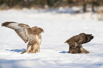 Common Buzzards (Buteo buteo). Buzzards Confronting Each Other. Open snowy terrain with forest backdrop. Opposing postures create an intense face-off scene.