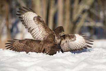 Common Buzzards (Buteo buteo). Buzzard Pair Spreading Wings in Snow. Snow-covered forest floor...