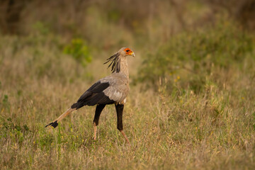 Secretarybird (Sagittarius serpentarius). Secretarybird Striding Through Grassland. Dry grassy savanna under warm light. Elegant gait and striking plumage give it regal presence in the wilderness.