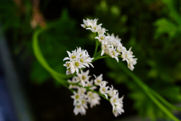 Close-up photo of star-shaped white Mukdenia rossii flowers blooming in spring