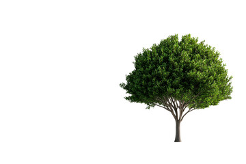 Obraz premium Tree with dense foliage, isolated on black background, cut out transparent