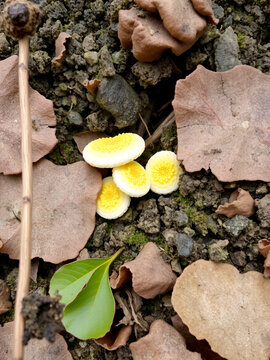 Stielschleimpilz (Arcyria ferruginea)