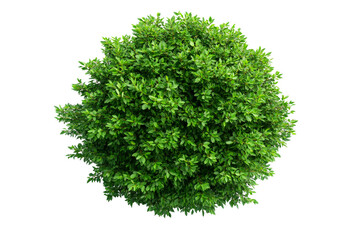 Fototapeta premium Lush green shrub plant with many leaves, cut out transparent