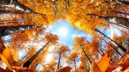 Vibrant autumn forest scene, sunlit canopy above fallen leaves