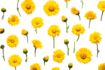Yellow Flowers Seamless Pattern on Black Background , cut out transparent