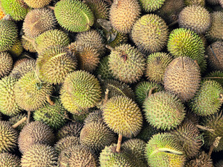 Fototapeta premium A top-down view of a large pile of fresh durians with spiky green and brown skins, displayed in a market setting.