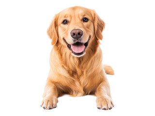 Happy Golden Retriever Dog Sitting and Smiling Joyfully