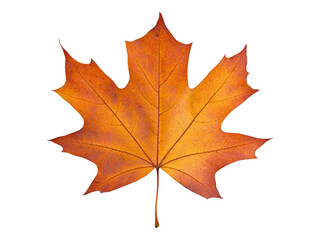 Fototapeta premium Vibrant Orange Maple Leaf Isolated on White Background