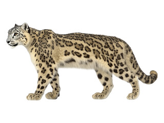 Fototapeta premium Snow Leopard Walking Gracefully in Natural Habitat