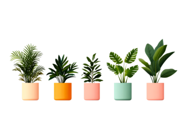 Plants in Colorful Pots on Black Background, cut out transparent