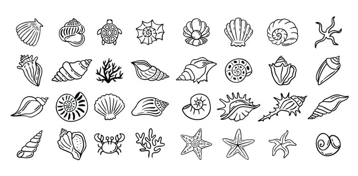 Shells doodle hand drawn style set. Outline seashells, starfish black outline sketch isolated elements on white background for design clipart template