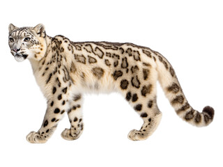 Fototapeta premium Snow Leopard Walking in Natural Habitat Environment