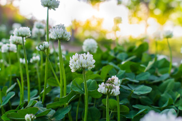 white clover flowers on green color bokeh background